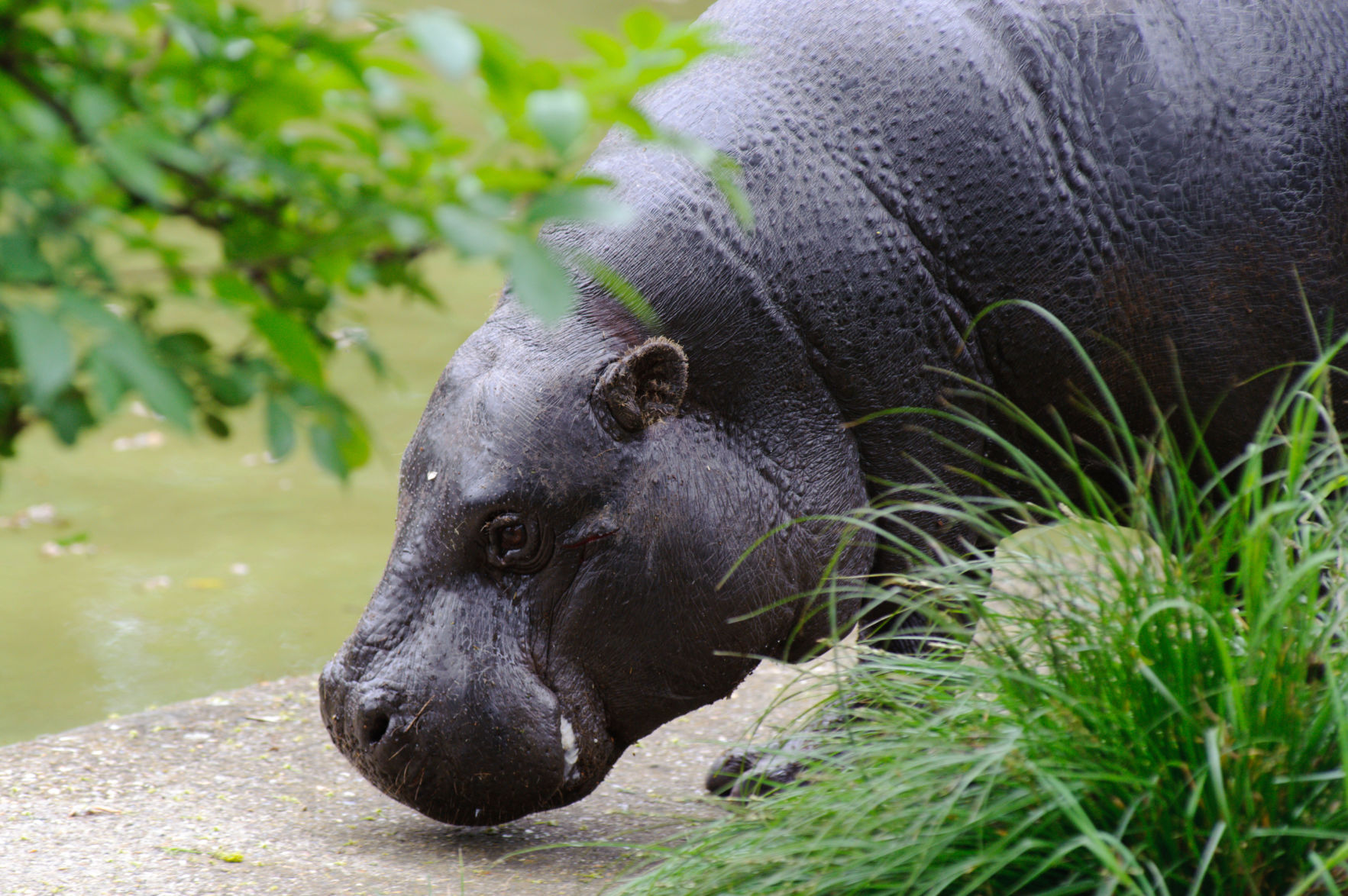 Hippopotamus Fact #11